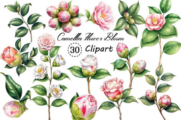 Download Camellia Flower Bloom PNG Clipart - Art Collection